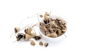 Dried Psylocibyn magic mushrooms in kit. Isolated on white background. Natural remedy.