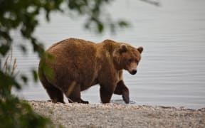 Bear 901 struts proudly along the Brooks River.