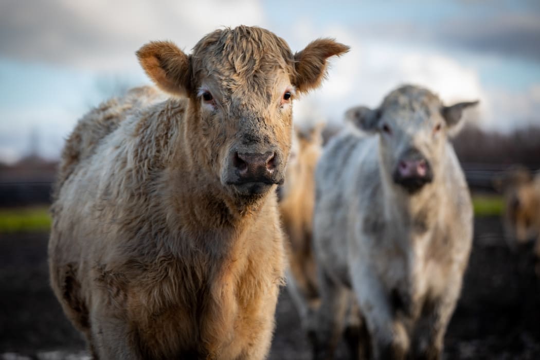Cows on farm near Ashburton, three weeks after flooding hit the region.