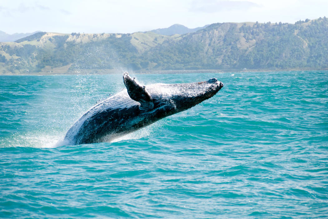 Humpback whale playing in water captured from whale whatching boat.
