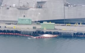 The death of two whales, a 20m one and an 8m, have been linked to the Royal Australian Navy destroyer HMAS Sydney.