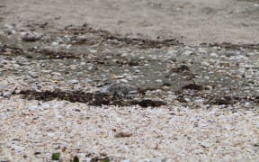 A dotterel in the shells and sand at Te Haruhi Bay.