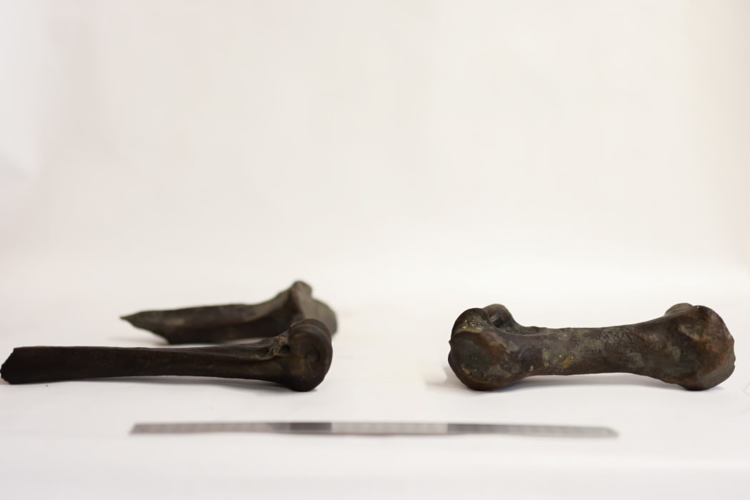 Moa bones at Te Manawa, the Palmerston North Museum, after being discovered during highway work.
