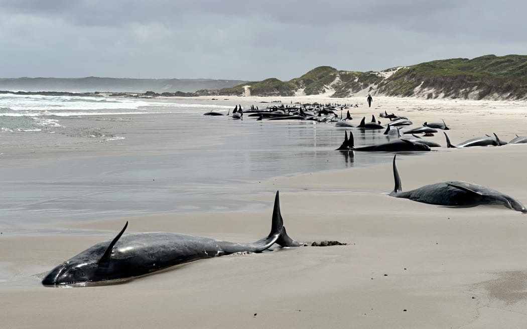 Dozens of whales are stranded on the beach at Arthur River, in Tasmania's far north-west.