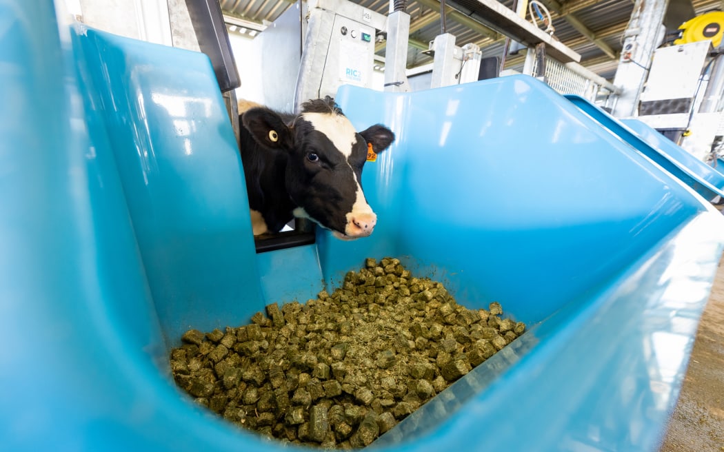 Heifer calves at Tauwhare research farm, near Hamilton, Tuesday 4 June 2024. Photo credit: Stephen Barker / Barker Photography. ©LIC