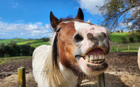 Close-up of horse "grinning"
