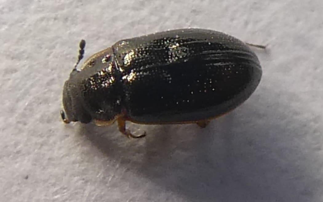 Reefton Beetle - Horelophus walkeri