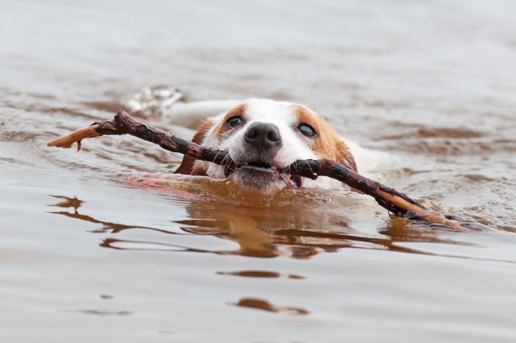 Jack Russell Terrier dog is swimming with a big stick in the mouth.