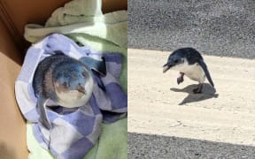 A little blue penguin caught crossing the runway at Wellington Airport.