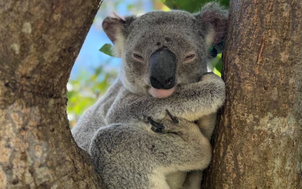 This koala has played a role in the University of the Sunshine Coast's chlamydia vaccine study.