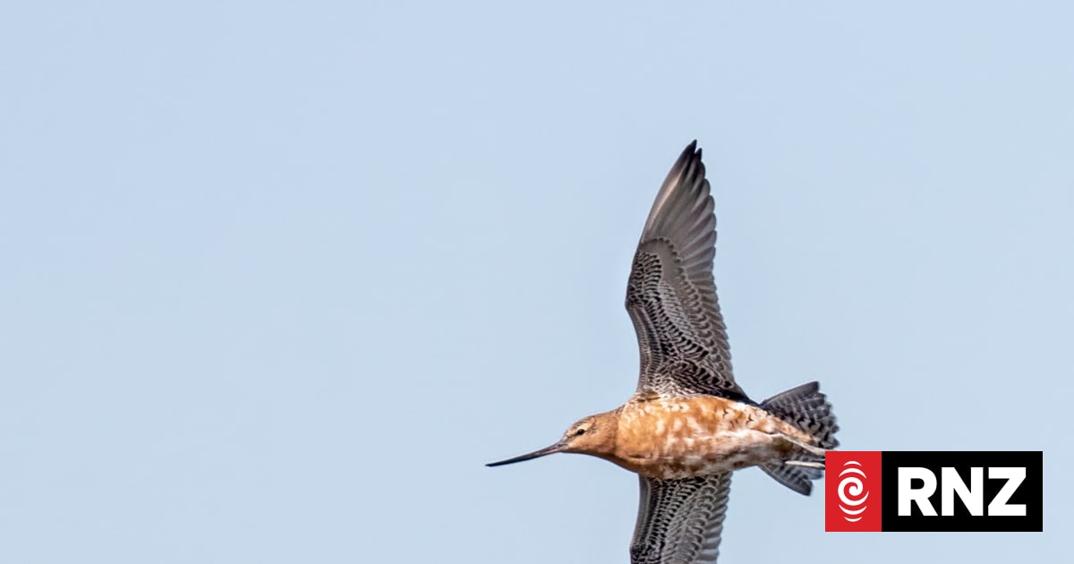 The mystery of how godwits sleep in flight | RNZ