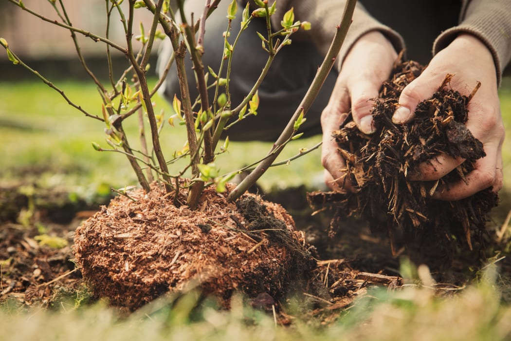 Gardner with a handful of mulch planting a shrub.