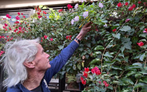 Michael Marquet single-handedly maintains the gardens on the grounds of Christchurch Hospital.