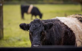 Cows in a paddock in the Hawke's Bay area