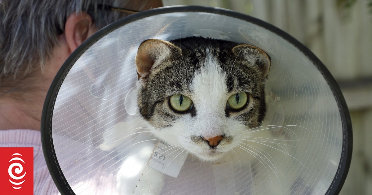 Cat online cone nz