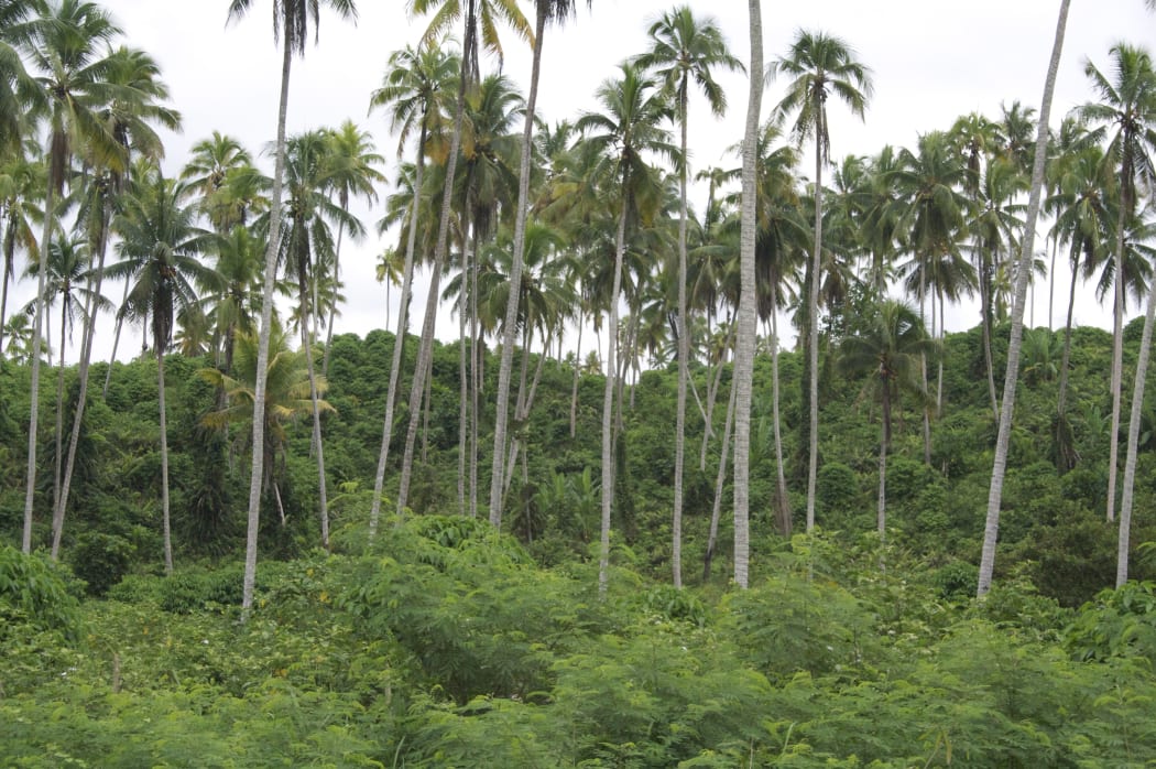 Trees and bush in Madang, Papua New Guinea.