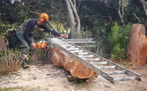 Carver Andy Mardell slabbing totara for a new creation