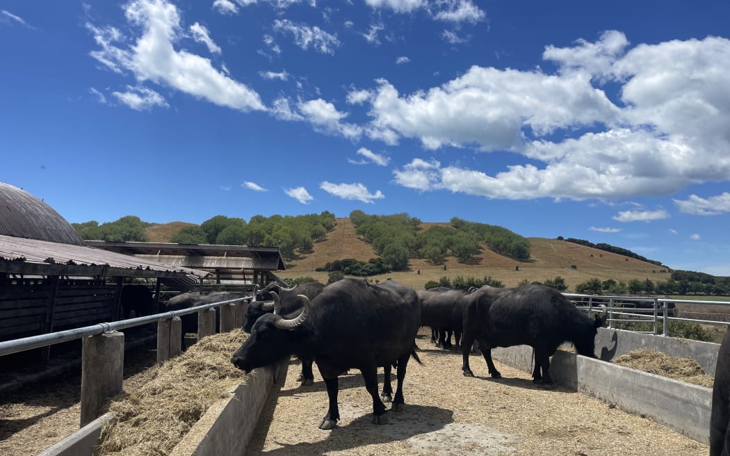 A milking herd of water buffaloes enjoying their feed.