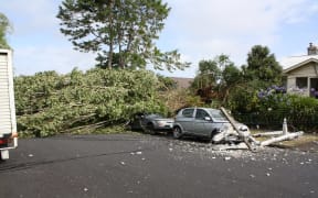 High winds brought down trees and power lines in Mt Eden.