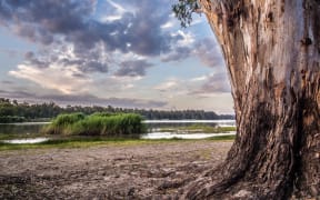 Barmah National Park - located on the Murray River near the town of Barmah, approximately 220 kilometres north of Melbourne. The 28,500 hectare park consists of River Red forest and wetlands