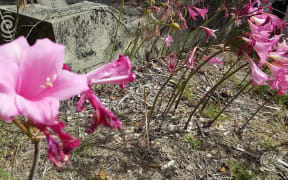 Crisis looms on how to dispose of the dead: RNZ Checkpoint