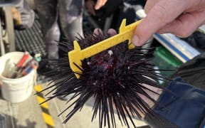 A close up shot of someone using a yellow calipers to measure the test, or shell, of a long spined urchin. The urchin is upside down, and it's mouth parts are visible, like a pale small peak. Its spines stick out quite a bit more than it's test size. The person measuring is holding the urchin in the left hand, and pointing to the length on the calipers, which is at 70mm. In the background, out of focus is the bottom half of someone in a dive dry suit, and dive equipment.