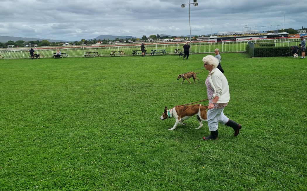 Dogs being walked at the racecourse in Hawke's Bay.