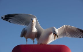 Seagulls