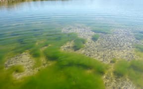 There are several lakes in New Zealand that are already experiencing these blooms, including Ōtūwharekai (Upper Māori Lake) near Ashburton.