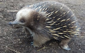 Echidna