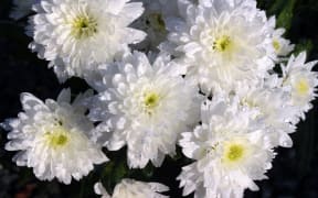 White Chrysanthemums