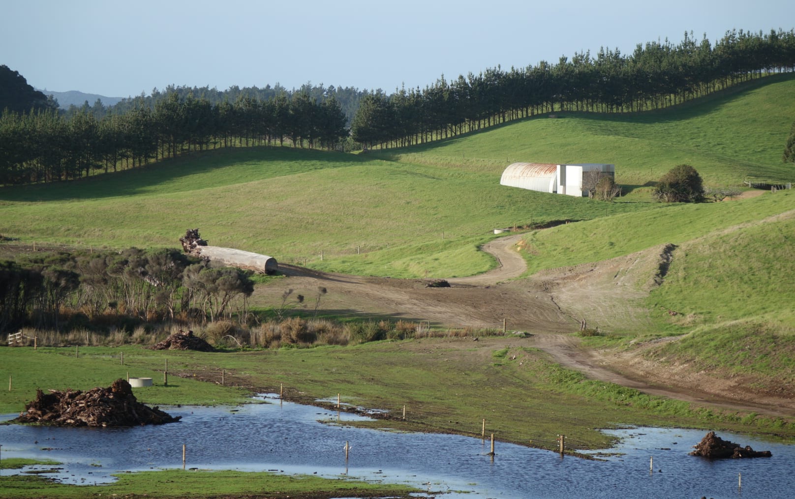 Kauri mined former wetland next to dune lake Rotoroa.
