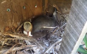 These two chicks were the first to get sick, but were treated and are now doing well.