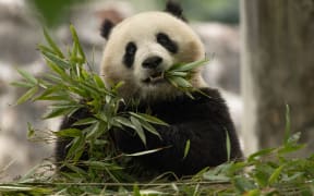 This May 17, 2024 handout photo obtained on May 29, 2024 courtesy of Smithsonian’s National Zoo and Conservation Biology Institute shows two-year-old giant panda Qing Bao in her habitat at  Dujiangyan Base in Sichuan, China. - Beijing is set to return giant pandas to the National Zoo in US capital Washington by the end of the year, First Lady Jill Biden and officials announced on May 29, 2024. China will send a new pair called Bao Li and Qing Bao under a 10-year breeding and research agreement, the zoo said in a statement, hailing a "historic moment" that demonstrated the benefits of its partnership with Beijing. (Photo by Roshan PATEL / Smithsonian's National Zoo and Conservation Biology Institute / AFP) / RESTRICTED TO EDITORIAL USE - MANDATORY CREDIT "AFP PHOTO / ROSHAN PATEL, SMITHSONIAN'S NATIONAL ZOO AND CONSERVATION BIOLOGY INSTITUTE" - NO MARKETING NO ADVERTISING CAMPAIGNS - DISTRIBUTED AS A SERVICE TO CLIENTS