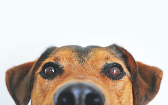 close up of dog's face
