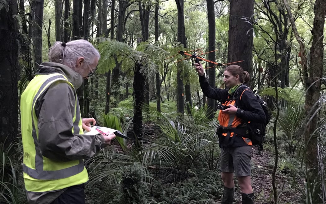 Doug & Zoe searching for robins in the Turitea reserve. Doug holds a clipboard and is noting the compass direction, Zoe holds up an aerial and the biotracker, listening for beeps that means a robin is nearby.