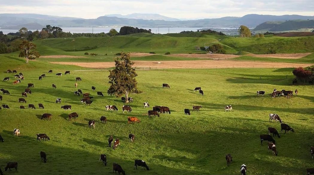 Cows grazing on rolling farmland on the shore of Lake Rotorua.