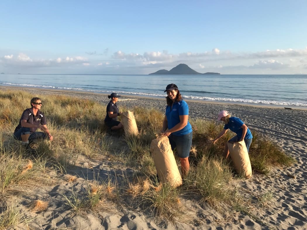 The Coastlands Plant nursery team collecting spinifex seed heads at a local Whakatāne beach.