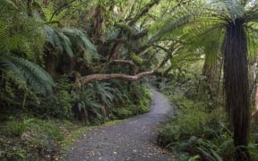 Path of the McLean waterfalls in the Catlins Forest Park in Catlin in the Otago region of the South Island of New Zealand on November 24, 2020. McLean Falls is a 22m waterfall making it one of the tallest in the Catlins Forest Park. (Photo by Sanka Vidanagama/NurPhoto) (Photo by SANKA VIDANAGAMA / NurPhoto / NurPhoto via AFP)