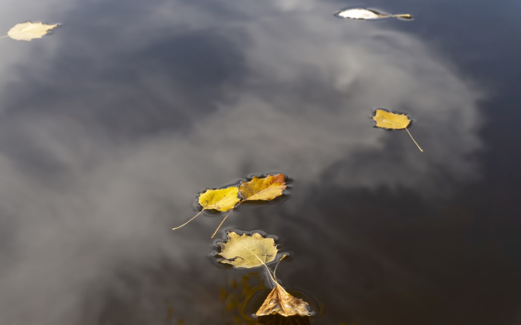 Colorful yellow autumn leaves floating on tranquil water with reflections of the sky, clouds and a tree in a concept of the changing seasons