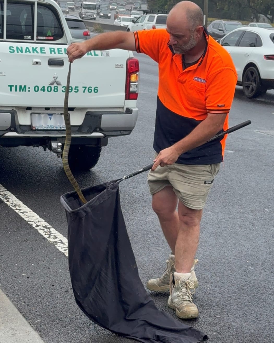 Tim from Melbourne Snake Control was contacted, quickly identified the tiger snake (the fourth most venomous snake in the world) and volunteered his services.