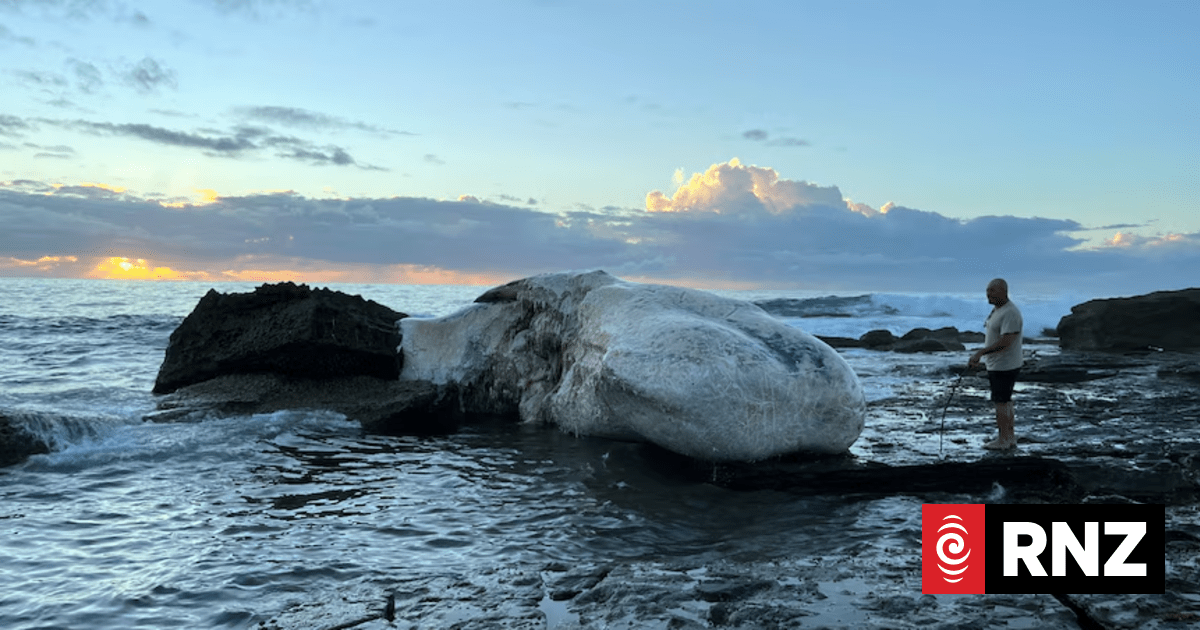 Sydney Beaches Close as Dead Whale Draws 'Significant' Shark Activity to Royal National Park