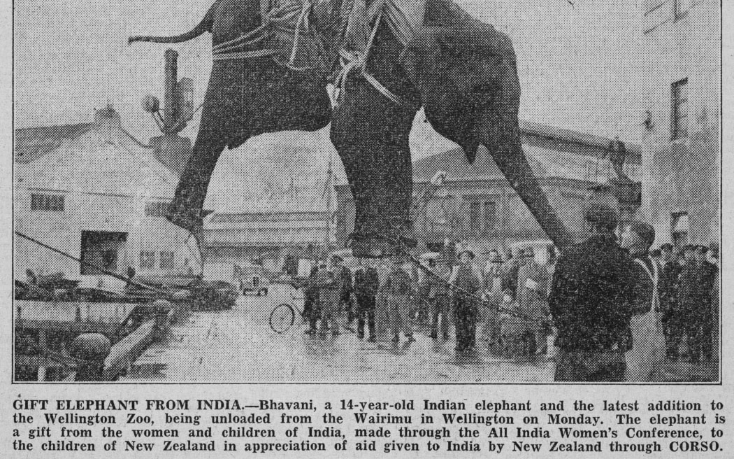 A picture of a newspaper article about the arrival of Bhavani (later renamed Kamala), an elephant who was a gift from Indian women to New Zealand women