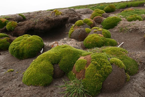 4lio1oy cushion plants jpg