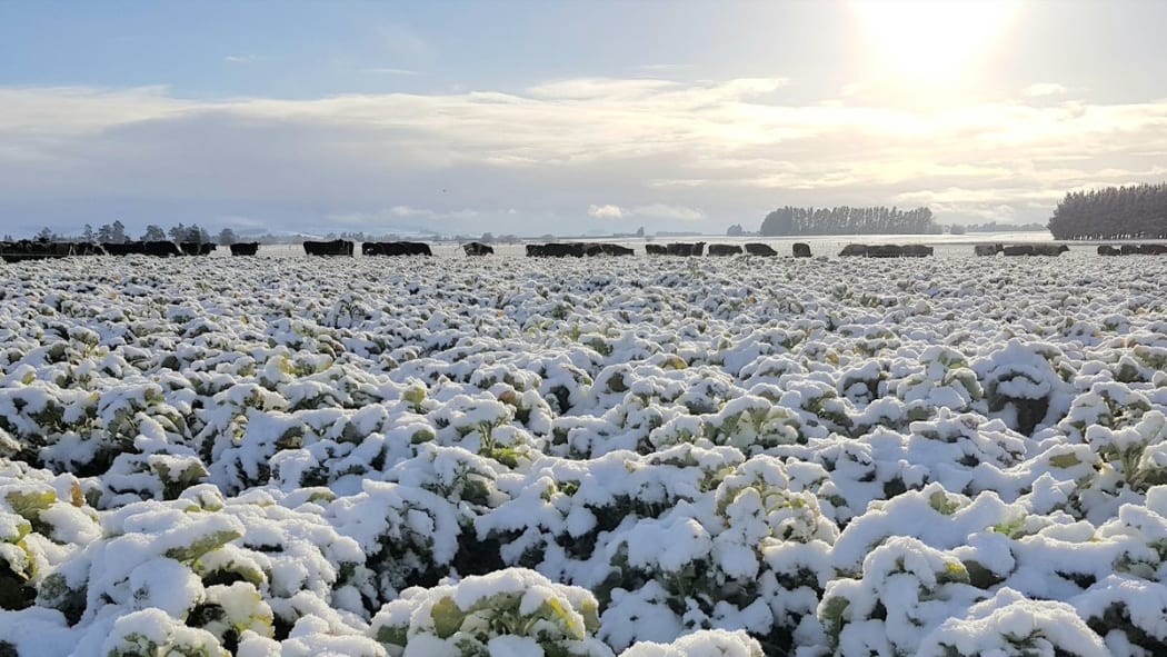 Cattle in the snow on Blair Drysdale's farm in Southland.