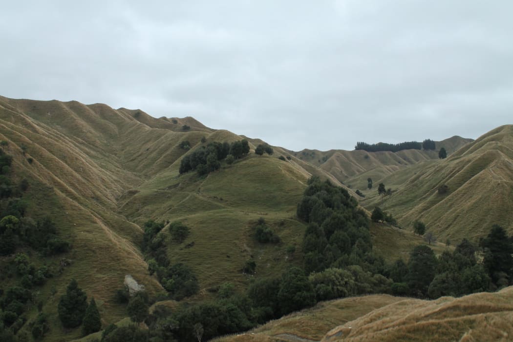 Turakina Valley sheep country