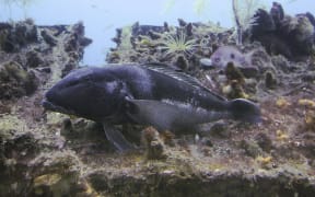 Blue cod.