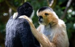 Two gibbons who are face to face shot from the side. There is a dark black gibbon whose face we can’t see, and a paler light brown gibbon with a black patch on the top of it’s head. The brown gibbon has it’s hands on the shoulders of the black gibbon.