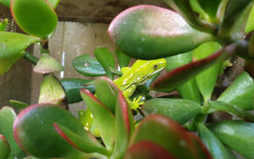 An Auckland Green Gecko during inspection of a permitted holder.