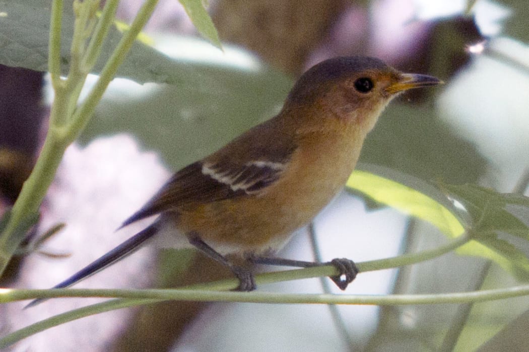 The Tinian monarch